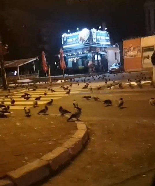 Vrane u Sarajevu