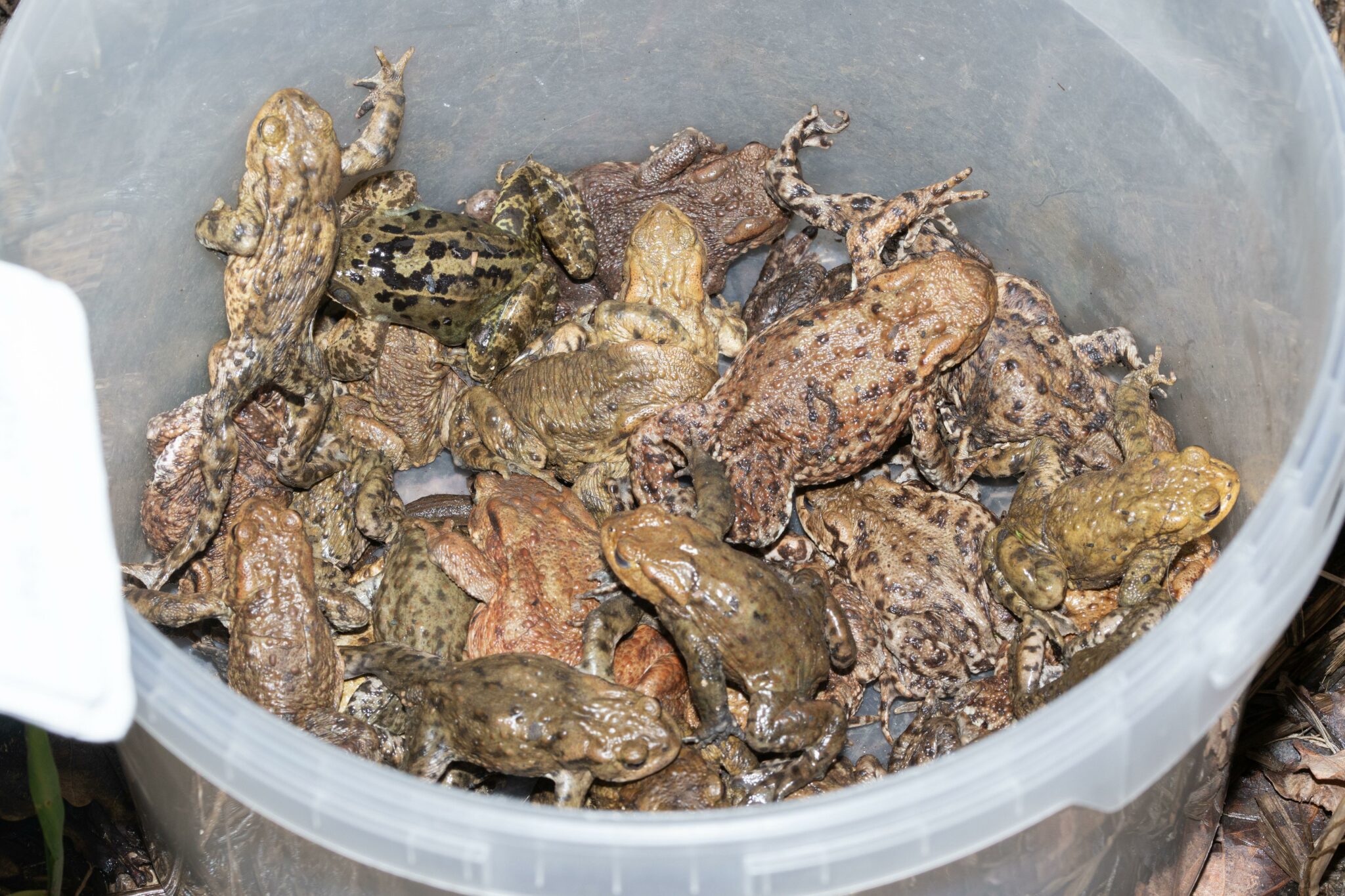 Učenici iz Koprivnice pomogli spasiti više od 500 žaba 