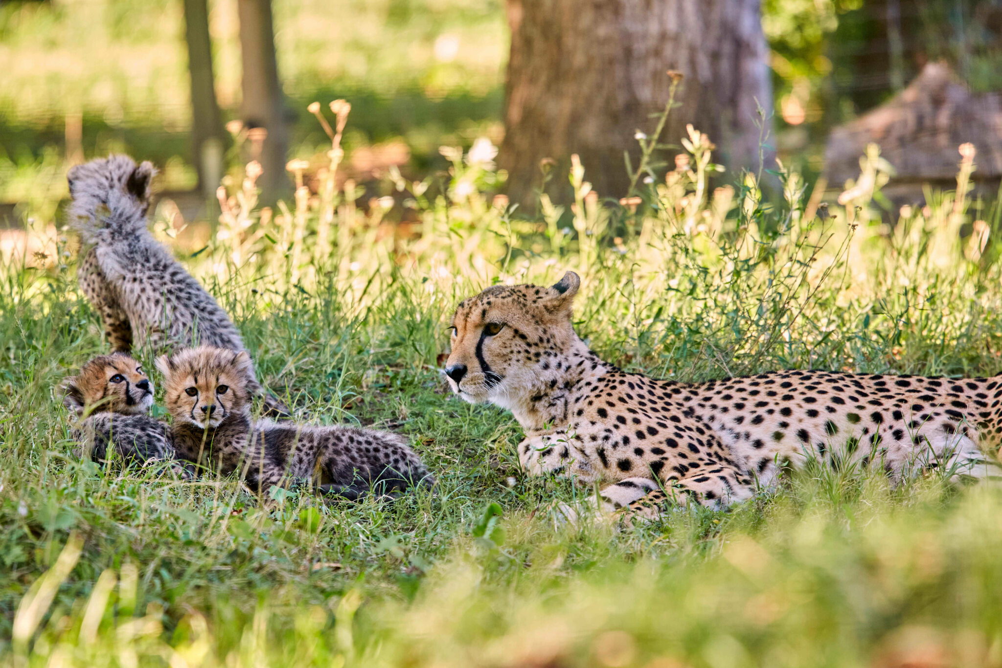 Četiri nova mladunca geparda 