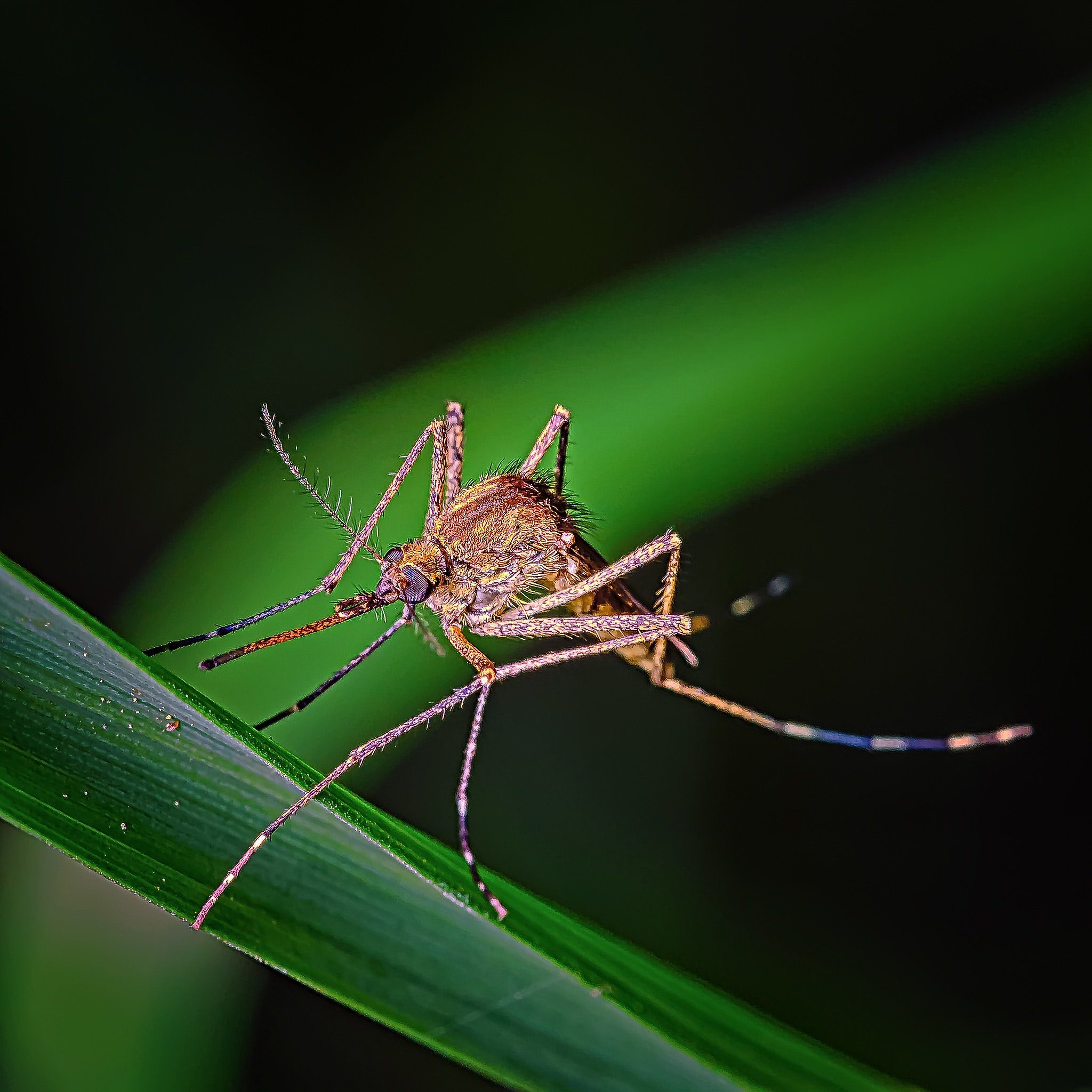Bolesti koje prenose komarci povezane su s plastikom 