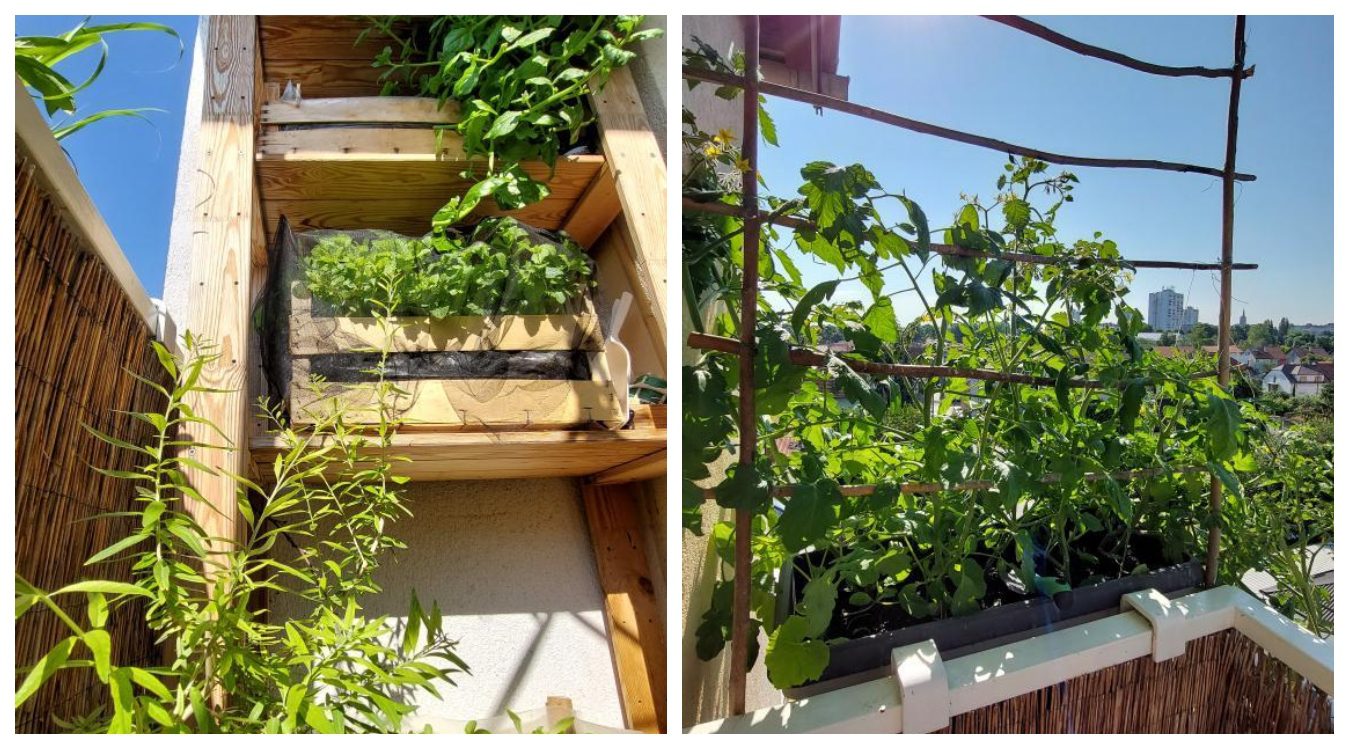 Kako zasaditi balkonski vrt