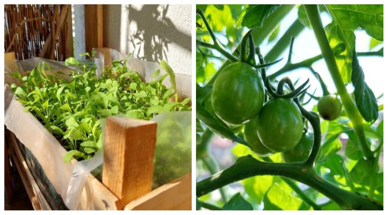 Kako posaditi rajčice na balkonu