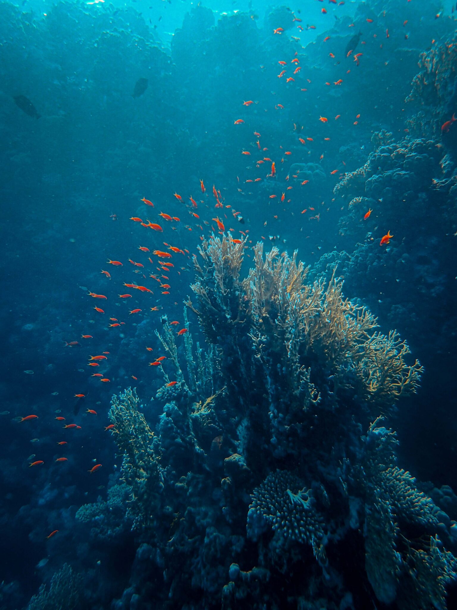 koraljni grebeni