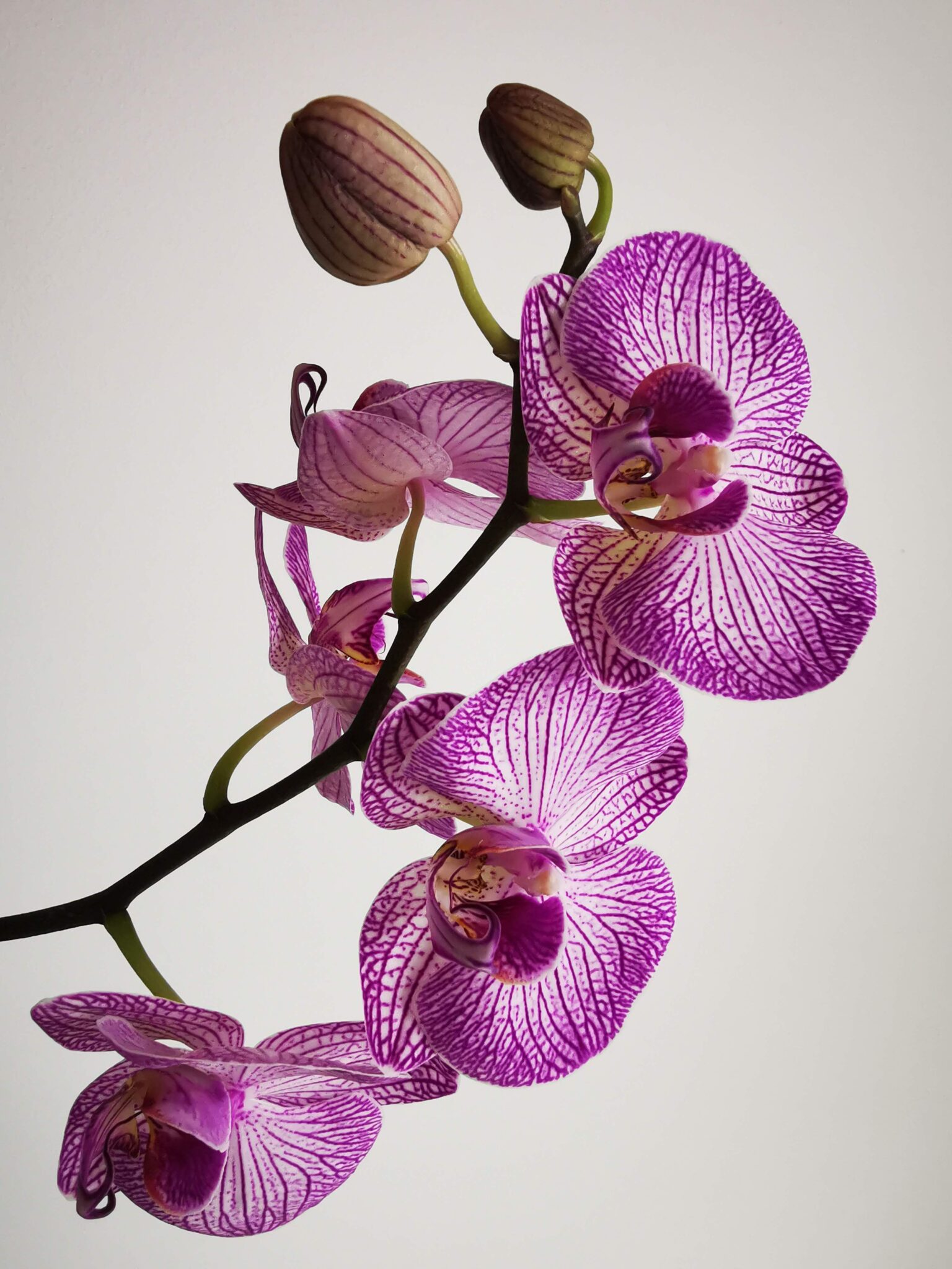 Orhideja spada u biljke koje donose sreća