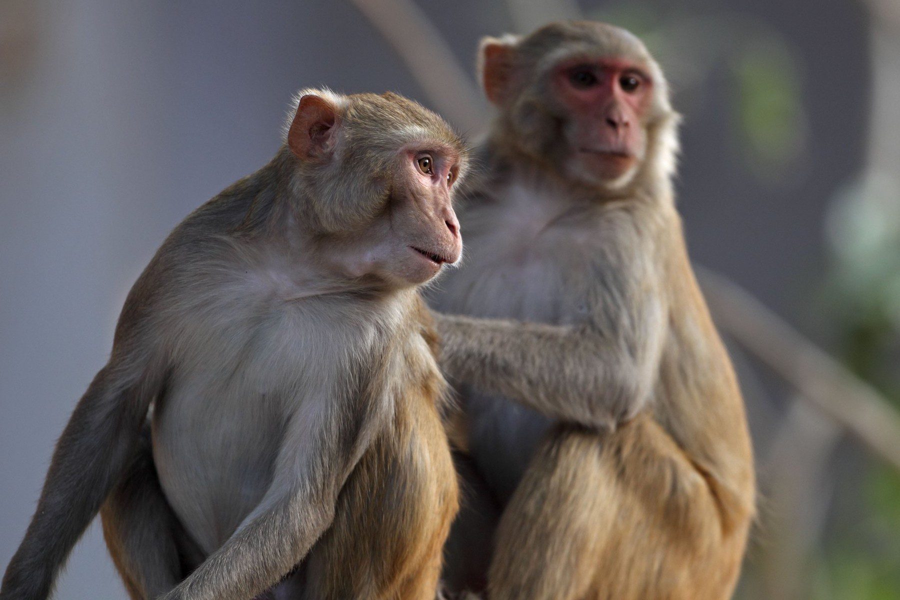 Majmuni i istospolni seks