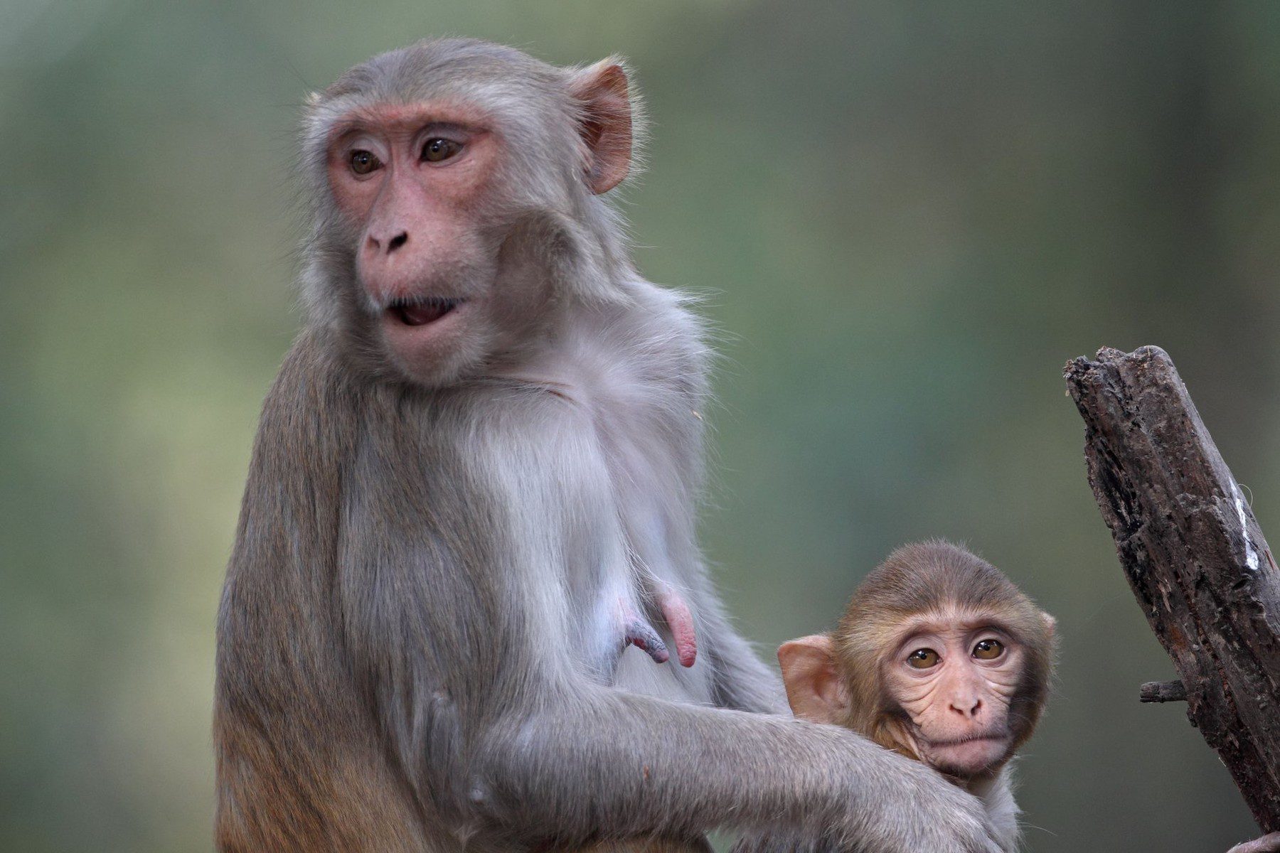 Majmuni češće imaju odnose s mužjacima nego sa ženkama
