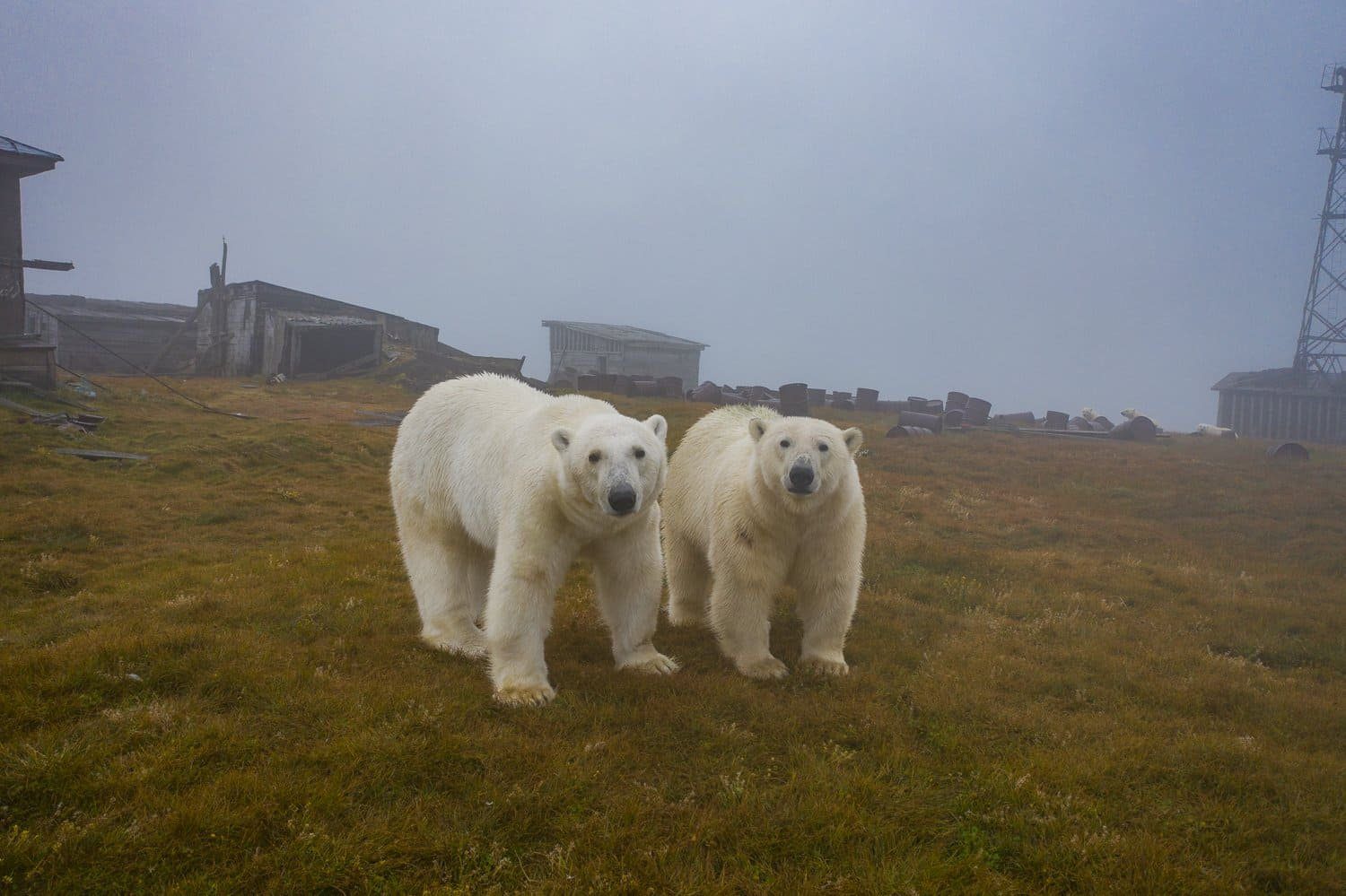 Polarni medvjedi na otoku Kolyuchin
