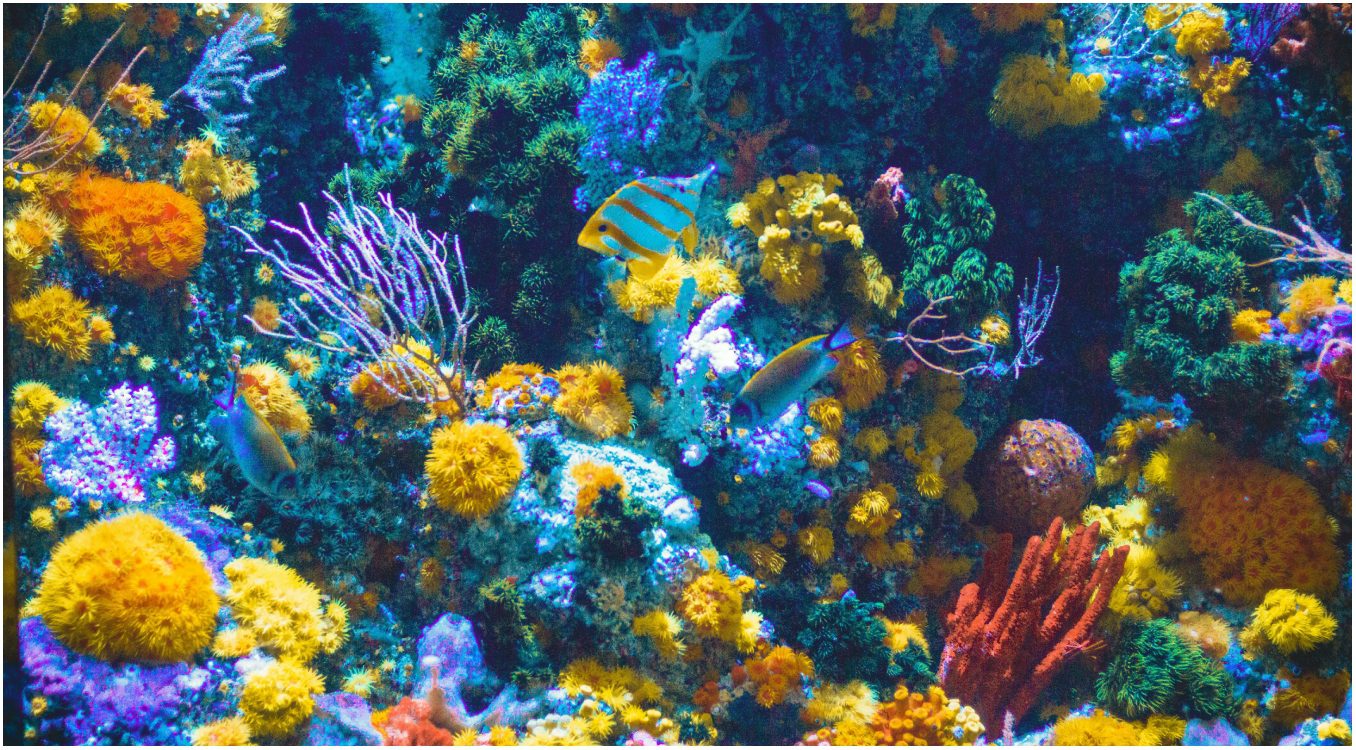 koraljni greben