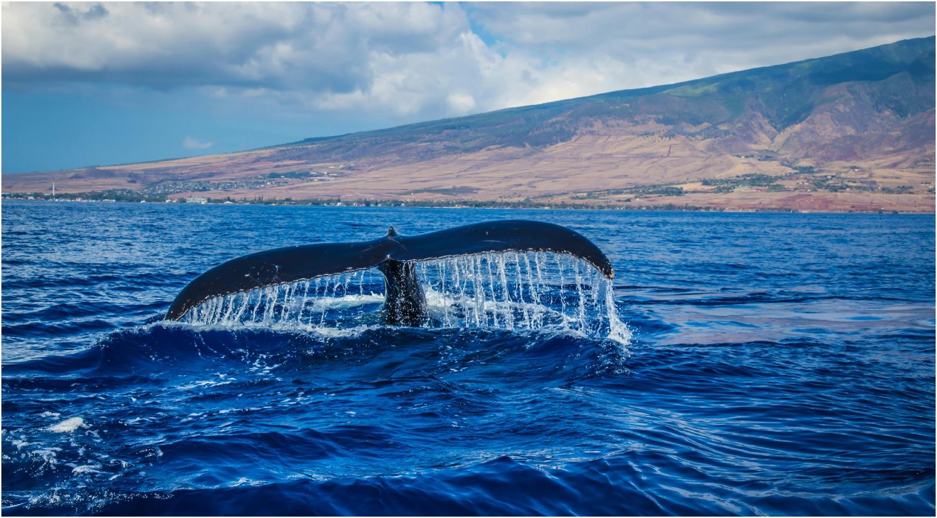 kralk maora o kitovima