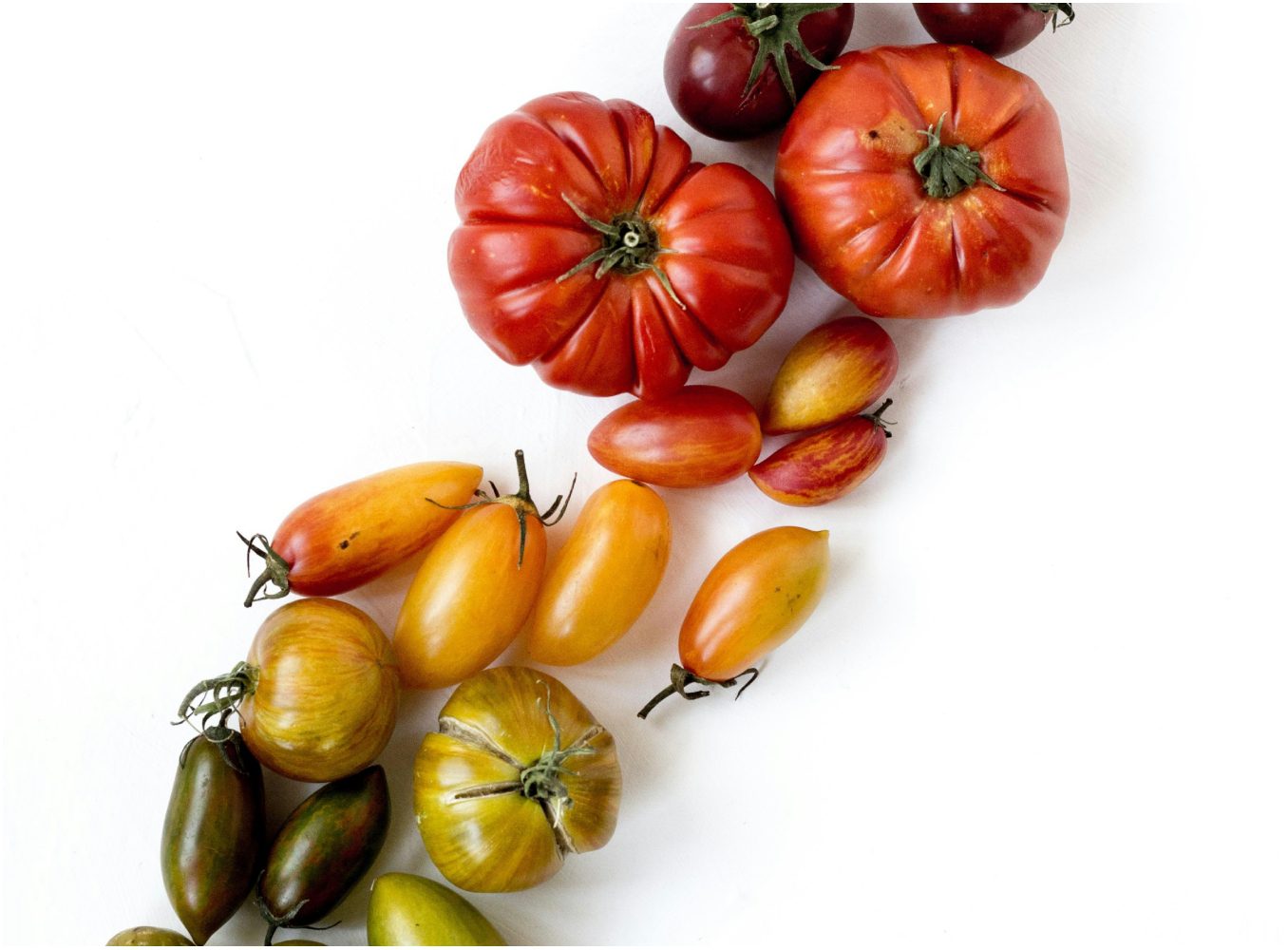rajčice i plodnost