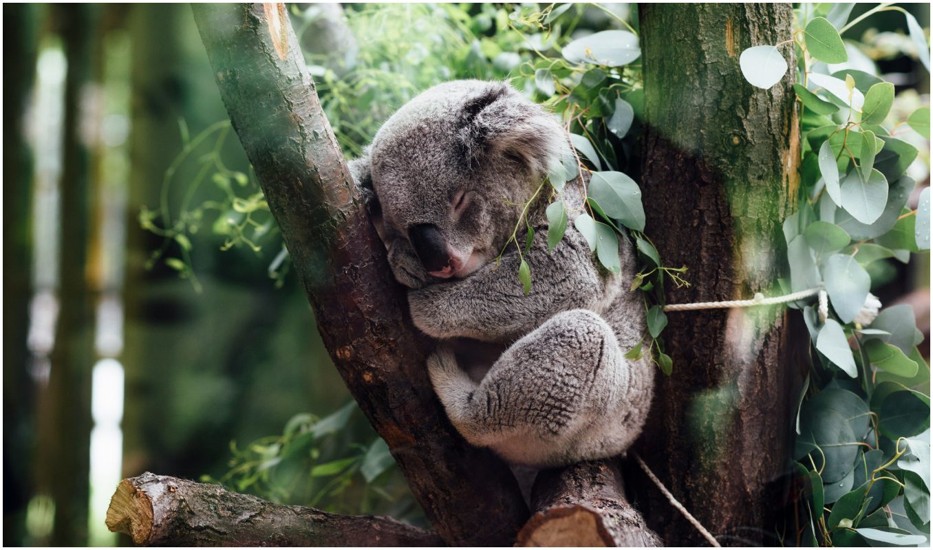 koala spava