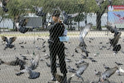 An officer feeds pigeons at Sanam Luang Monday, Feb. 1, 2010, in Bangkok, Thailand. Bangkok authorities have closed the parade grounds near the Royal Palace for renovation and are planning to capture and relocate the park's pigeons those are suspected carriers of diseases. (AP Photo/Sakchai Lalit)