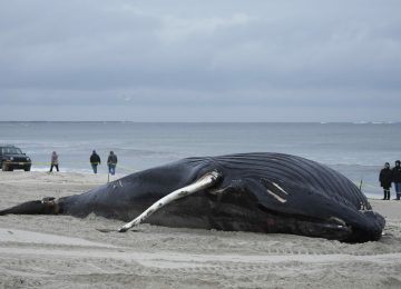 People walk down the beach to take a look at a dead whale in Lido Beach, N.Y., Tuesday, Jan. 31, 2023. The 35-foot humpback whale, that washed ashore and subsequently died, is one of several cetaceans that have been found over the past two months along the shores of New York and New Jersey. (AP Photo/Seth Wenig)