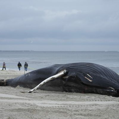 People walk down the beach to take a look at a dead whale in Lido Beach, N.Y., Tuesday, Jan. 31, 2023. The 35-foot humpback whale, that washed ashore and subsequently died, is one of several cetaceans that have been found over the past two months along the shores of New York and New Jersey. (AP Photo/Seth Wenig)