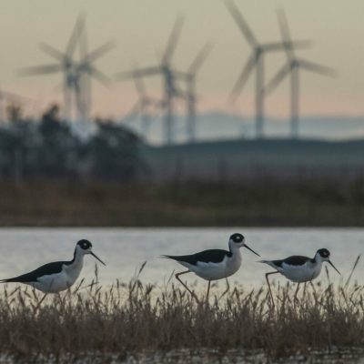 2APM0XN American avocets (Recurvirostra americana) wade through vernal ponds with a wind farm and multiple wind turbines visible behind them in the distance.