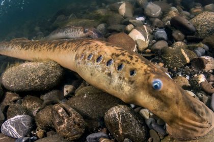 2HG67PG A exceptional and very rare encounter with the sea lamprey (Petromyzon marinus) in Italy