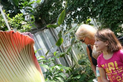A girl looks at the Amorphophallus Titanum, also known as the Titan Arum or Corpse flower, because of it's smell, one of the world's largest flowers, at the National Botanic Garden in Meise near Brussels, Monday, July 8, 2013. The rare phallus-like flower that springs from the plant only survives about 72 hours. (AP photo/Yves Logghe)