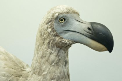 Reconstruction of an extinct Dodo Thisximagexisxprotecedxbyxcopyright 404024016342