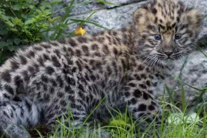 Amur-leopard-cub-baby-KEN-BOHN-SAN-DIEGO-ZOO-WILDLIFE-ALLIANCE