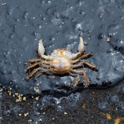 crab killed by oil pollution on beach