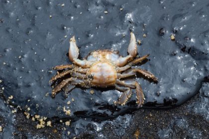 crab killed by oil pollution on beach