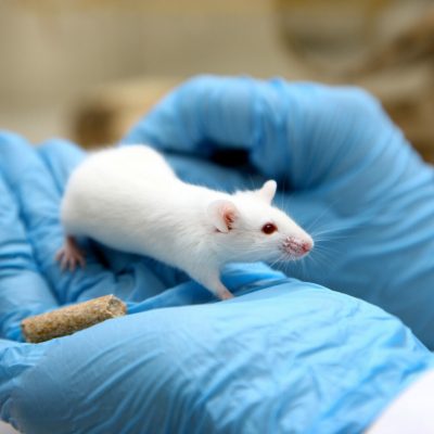 BP1521 Biotechnology Laboratory. Mouse for animal experiment. DNA, cancer research.