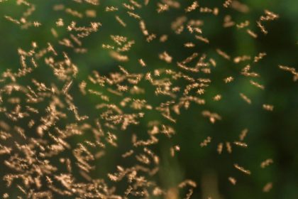 CNT8WT swarm of mosquitos, Germany, Rhineland-Palatinate