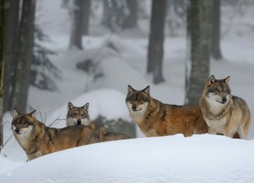 CRD7R9 Wolf pack in snow