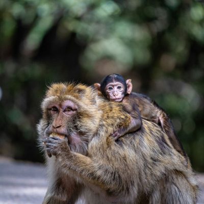 Majmuni