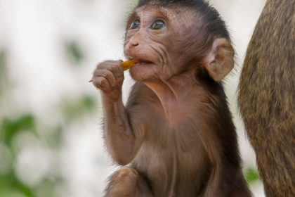 Kambodža, majmuni