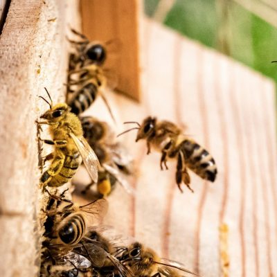 Pčele – veliki mali čuvari prirode