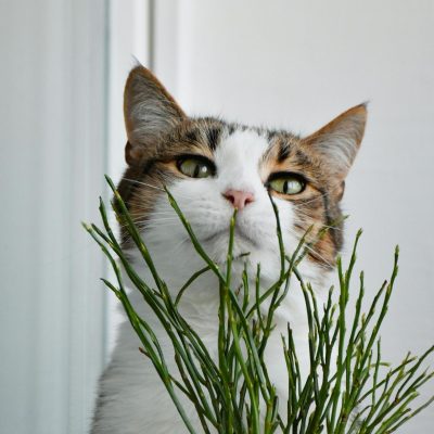 Biljke, mačke