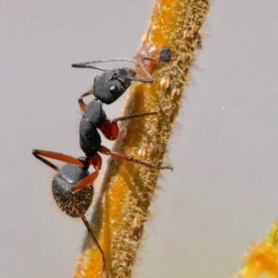 Mrav