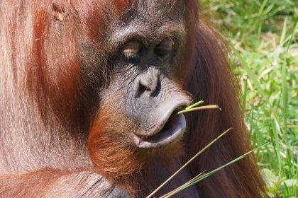 Orangutan, biljka