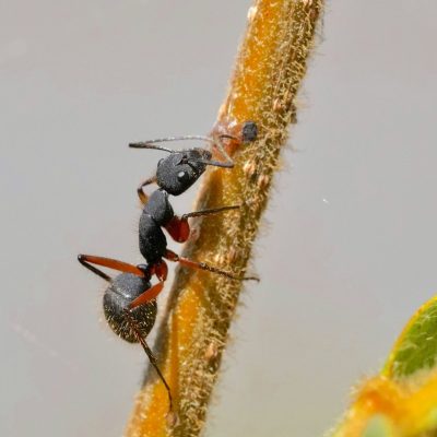 Mali mrav
