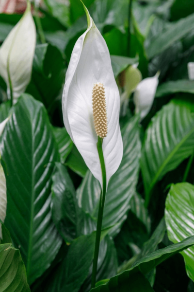 Indoor Peace Lily Plants_ Growing A Peace Lily Plant
