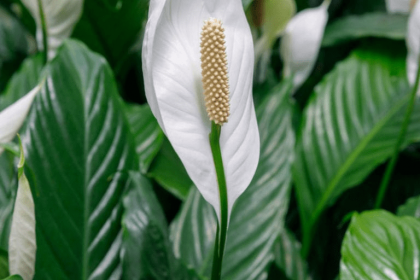 Indoor Peace Lily Plants_ Growing A Peace Lily Plant