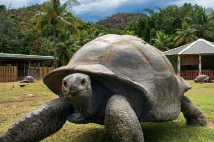 R6AXA1 Seychelles Giant Tortoise (Dipsochelys hololissa), Curieuse Island near Praslin, Seychelles, Africa, Indian Ocean.  Seychelles giant tortoise, Aldabra