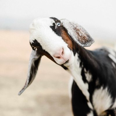 Raising Goats_ Keeping their barn clean