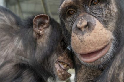 Two chimpanzees embrace and connect after being rescued from a roadside zoo in Ohio and relocated to a sanctuary in Florida. See SWNS story SWFSchimps. A pair of chimps who were reunited in a sanctuary shared a loving embrace after they were rescued from a roadside zoo. Four chimpanzees once kept at a roadside zoo operated by a former public official convicted of fraud have been reunited at a sanctuary in Florida. The Ohio Department of Agriculture granted custody to the Save the Chimps sanctuary, and April, Anna, Cash, and Lucy made the journey to Florida.  They had previously been kept at a small roadside zoo called the Union Ridge Wildlife Center.