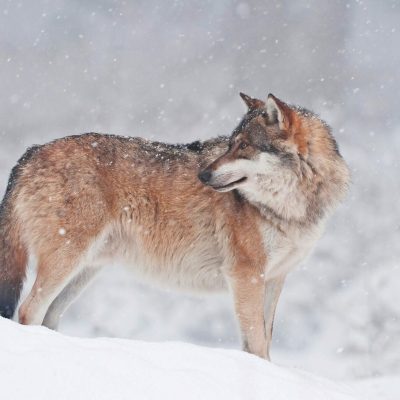 Picture Shows: Italy, Friuli Venezia Giulia, Friuli-Venezia Giulia, Mediterranean Area, Alps, Julian Alps, Carnia, Provinz Udine - Winter, wolf (canis lupus) in the forest