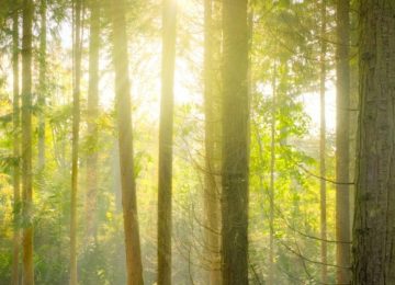 bright-daylight-environment-forest-240040 (1)
