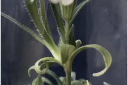 cvijet iz ledenog doba naslovna