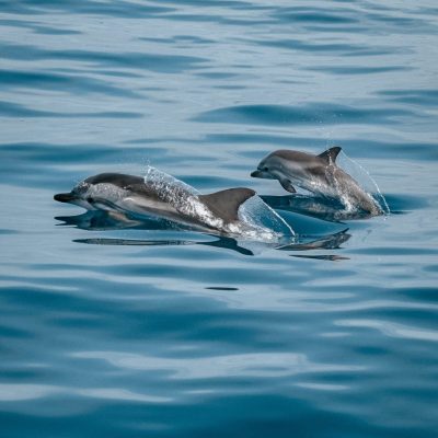 delfini žicaju naslovna