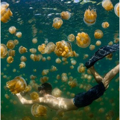 jezero meduze na