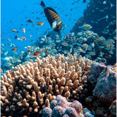 koraljni greben naslovna (1)