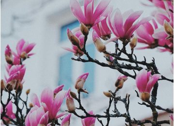 magnolija naslovna