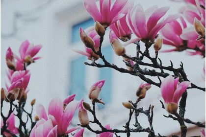 magnolija naslovna