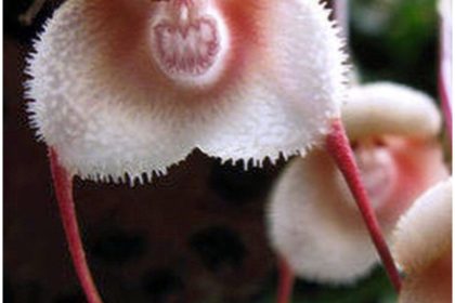 majmunske orhideje naslovna