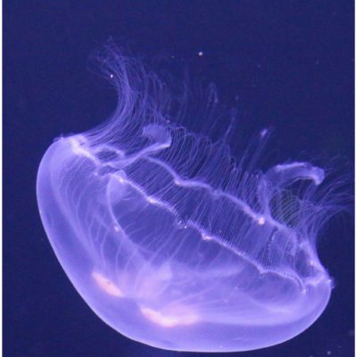 meduza na